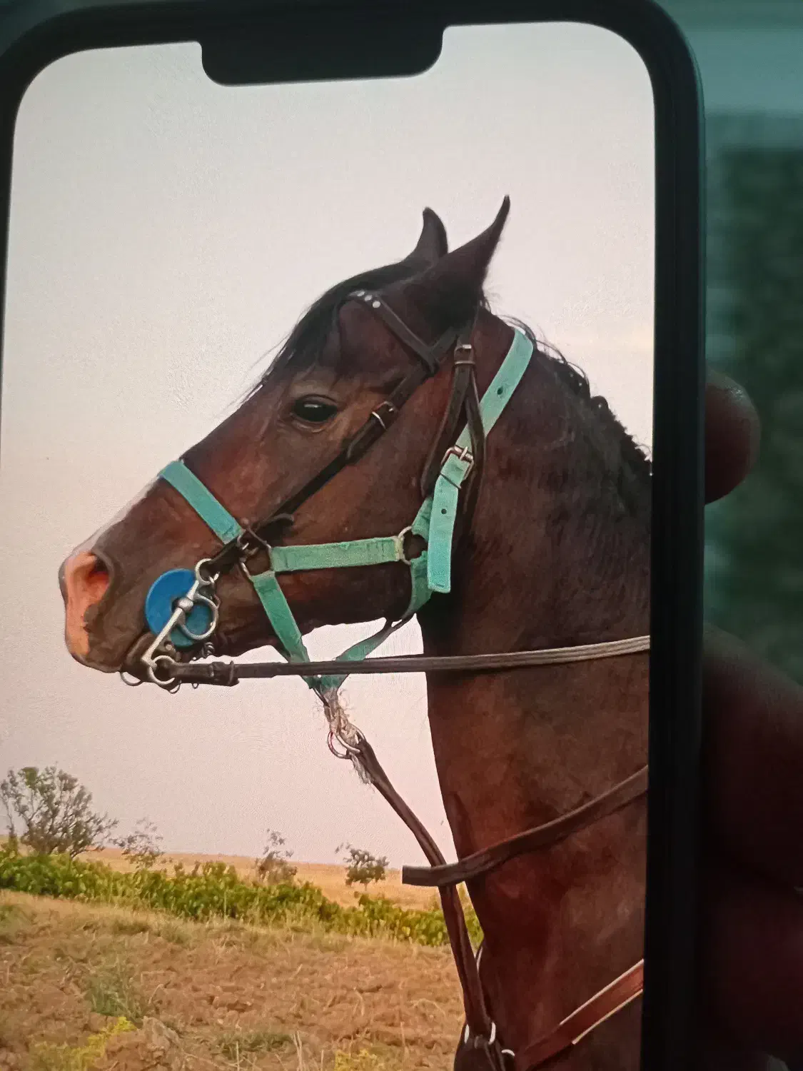 اسب کرد|اسب و تجهیزات اسب‌سواری|ابهر, |دیوار