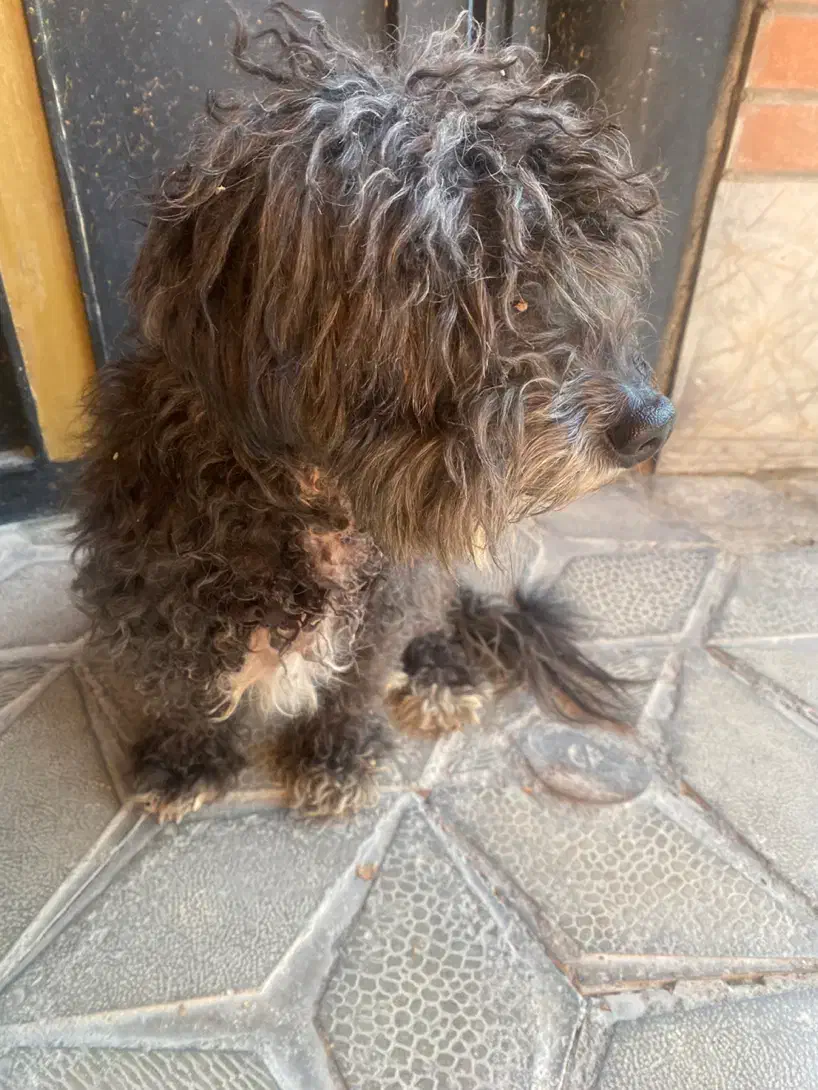 سگ پیدا شده|سگ|اصفهان, باغ دریاچه|دیوار