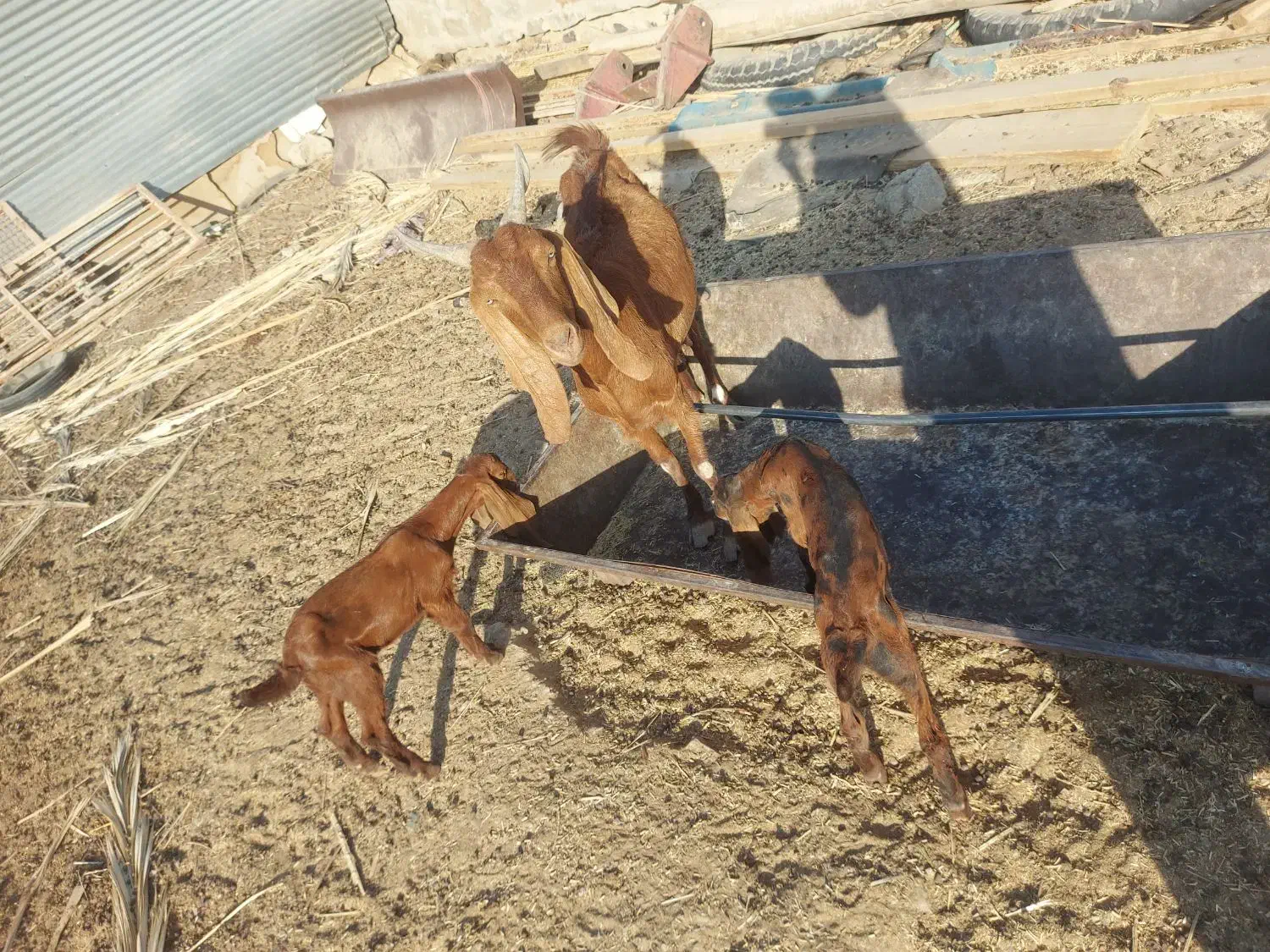 بز دوقلوزا بادوبزغاله|حیوانات مزرعه|سراوان, |دیوار