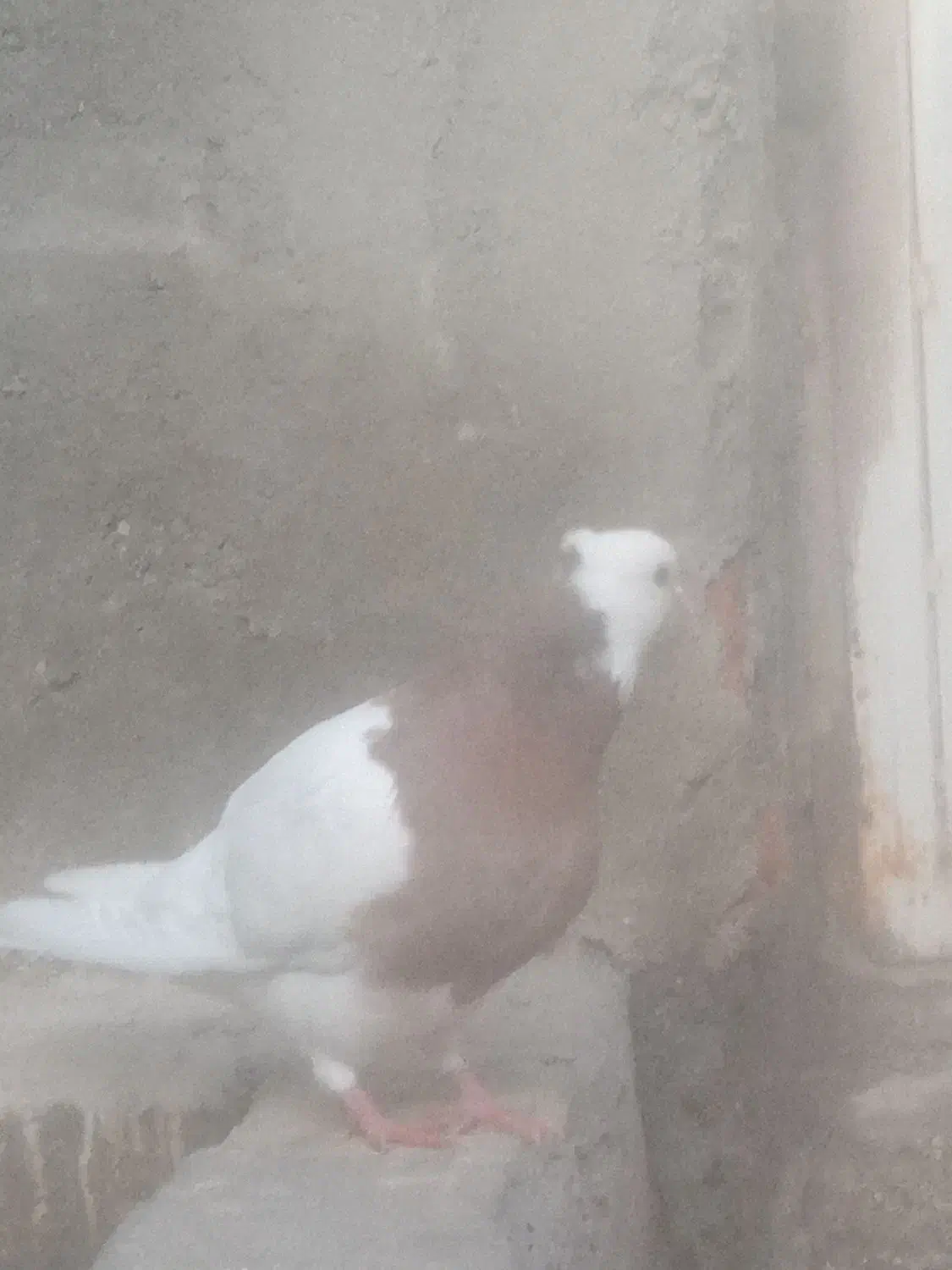 طوقی|پرنده|سده (خراسان جنوبی), |دیوار