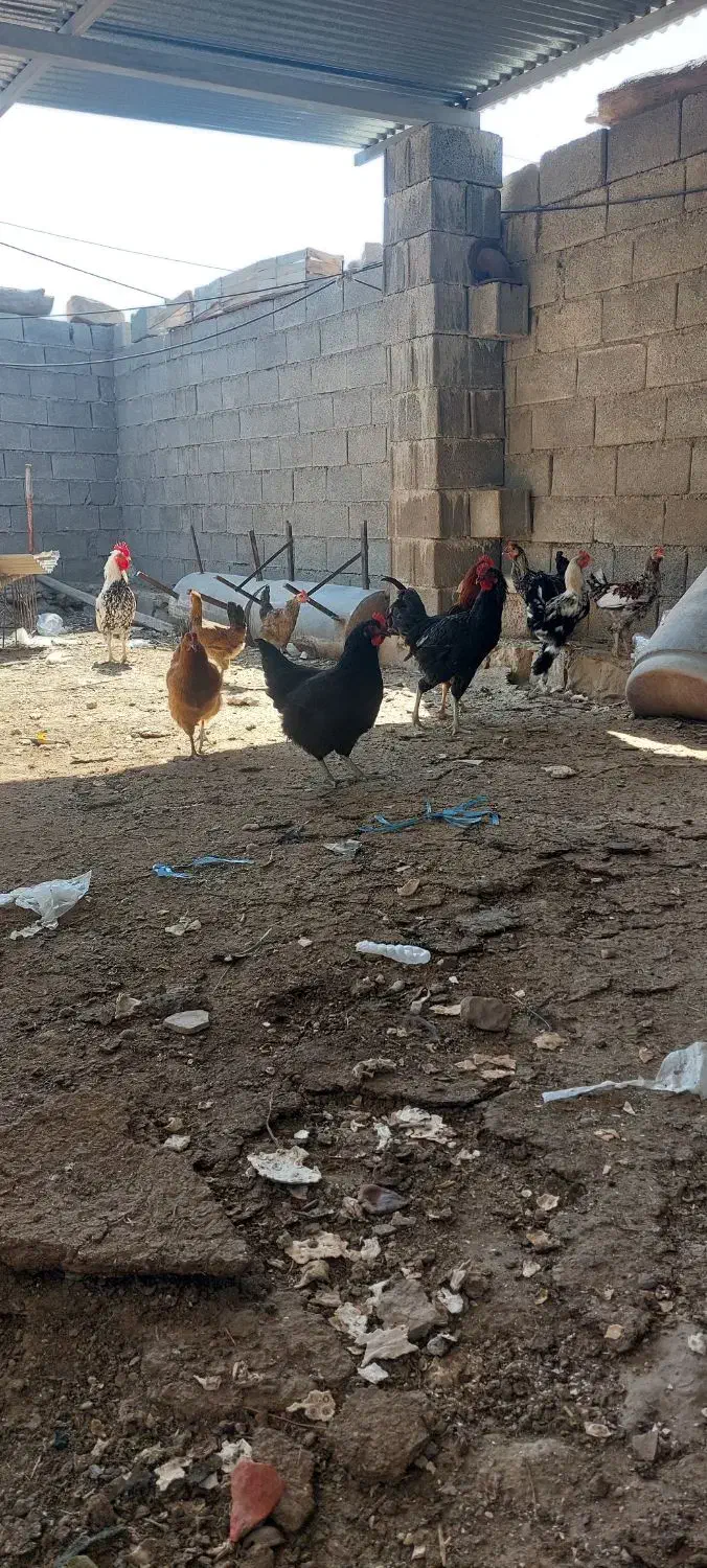 مرغ و خروس|حیوانات مزرعه|دوگنبدان, |دیوار