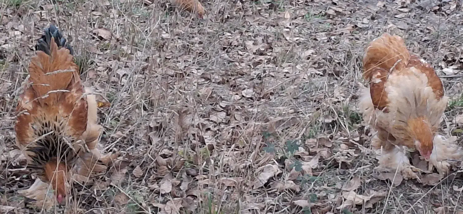 خروس ۶ ماهه امپراطور|حیوانات مزرعه|رودبار, |دیوار