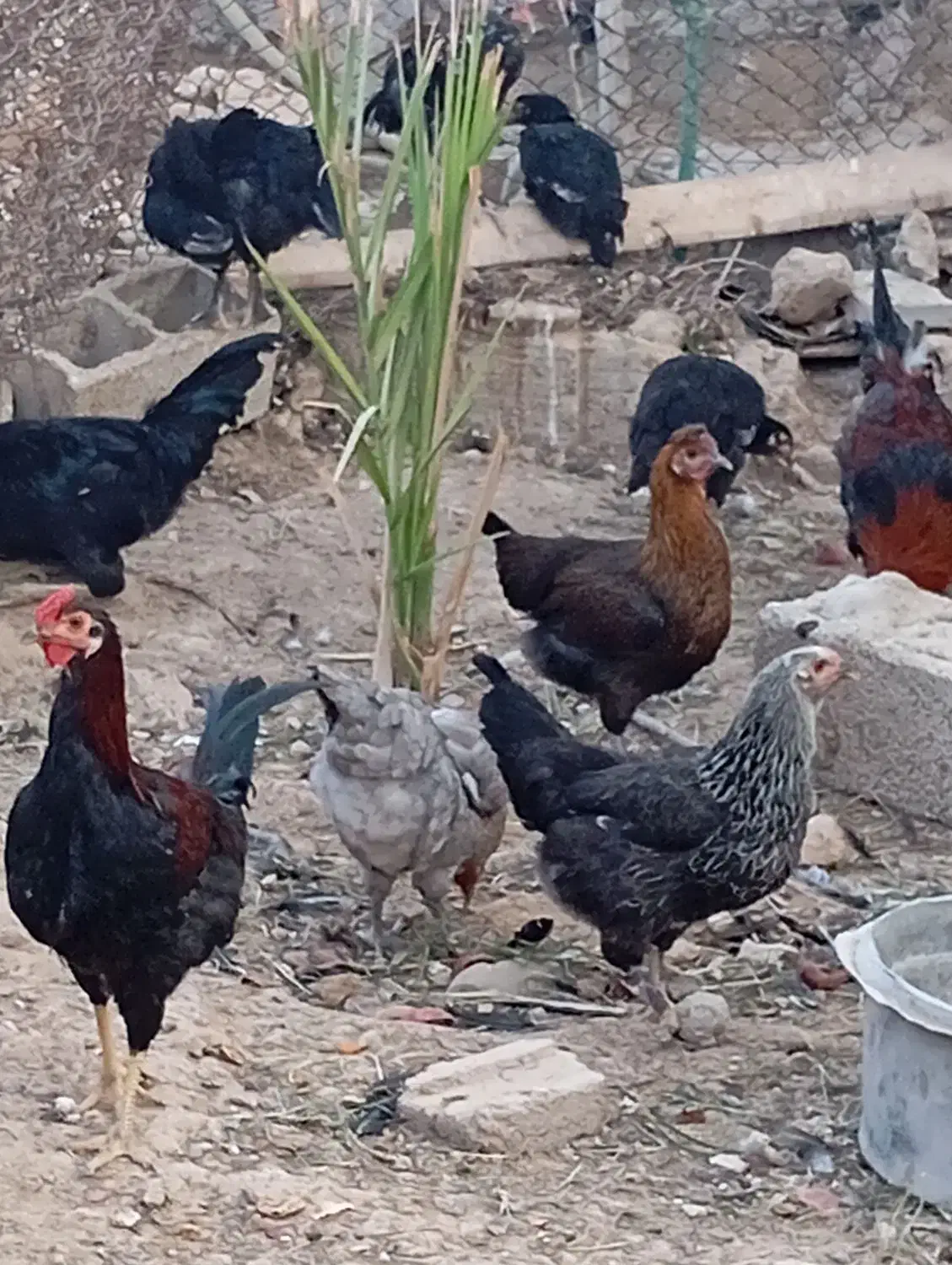 فروش مرغ وخروس|حیوانات مزرعه|وحدتیه, |دیوار