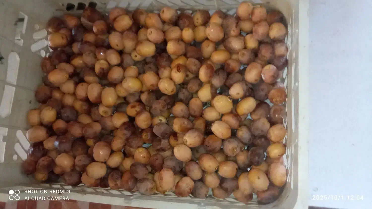 خرما هلیله درجه 1 کیلویی 80هزار تومان|حراج|ایرانشهر, |دیوار
