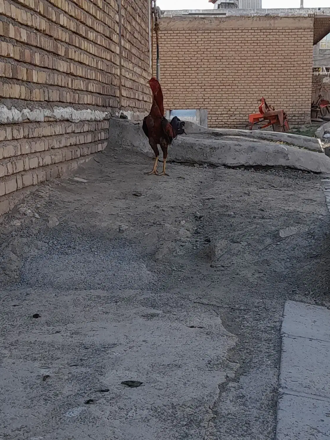 خروس لاری|حیوانات مزرعه|بیلوار, |دیوار