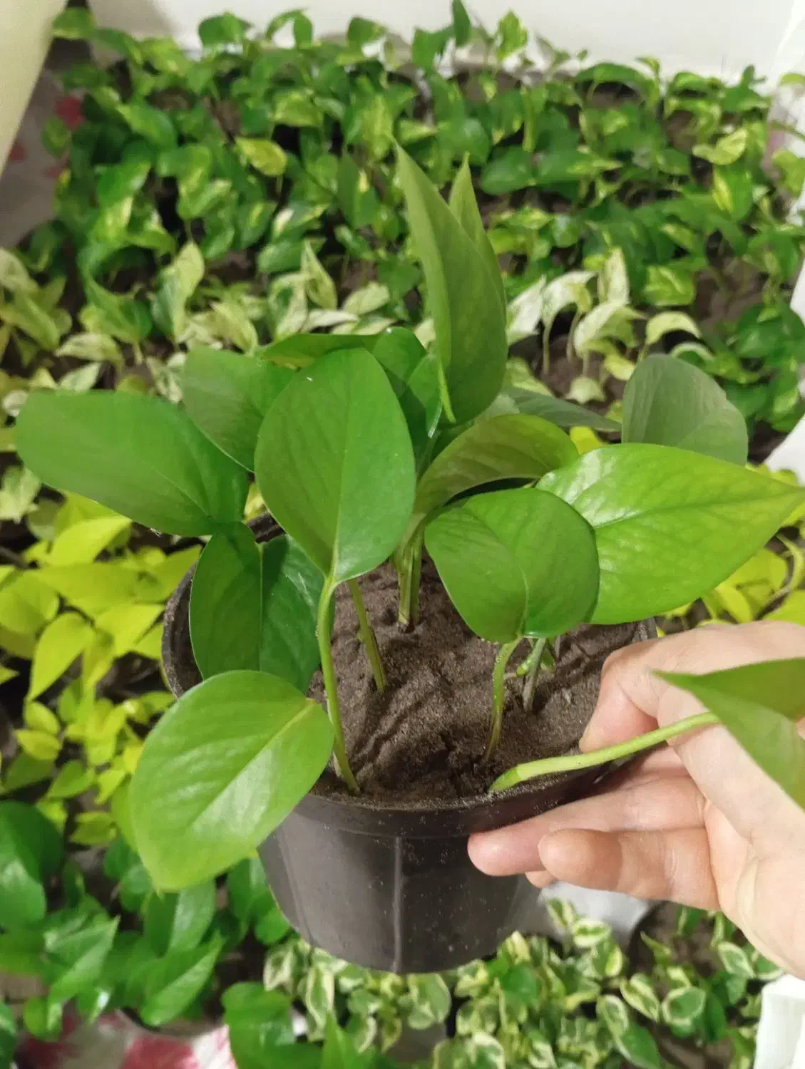 فروش گل تک و تعداد بالا|گل و گیاه طبیعی|رشت, کوی امام رضا|دیوار