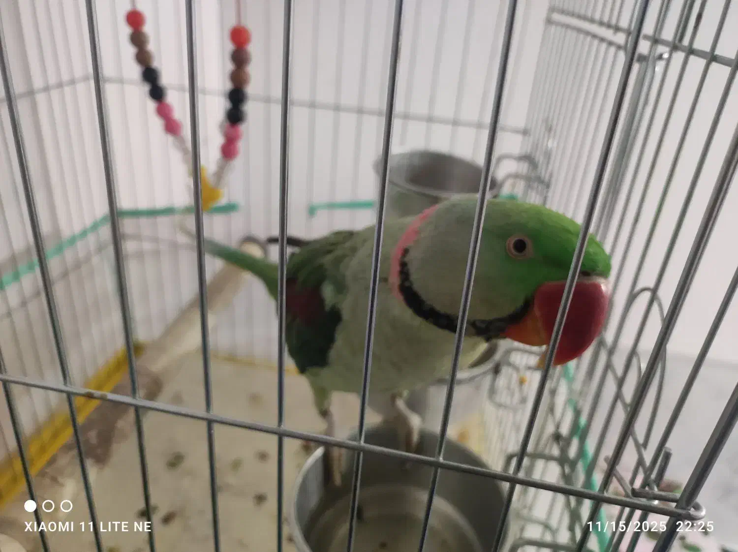 شاه طوطی خونگی|پرنده|بیرجند, |دیوار