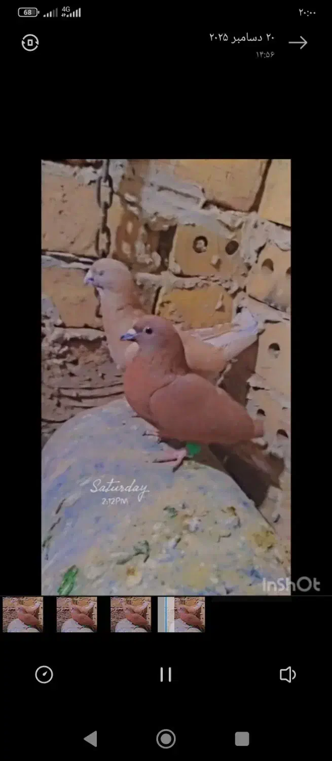 نر ماده زرد سرخ|پرنده|رشتخوار, |دیوار