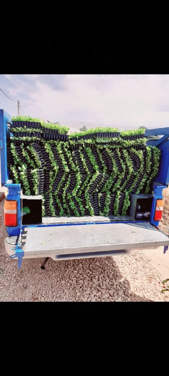 گلخانه رویش.تولیدکننده انواع نشا با کیفیت مناسب|خدمات باغبانی و درختکاری|هشتگرد, شهرک گلخانه|دیوار