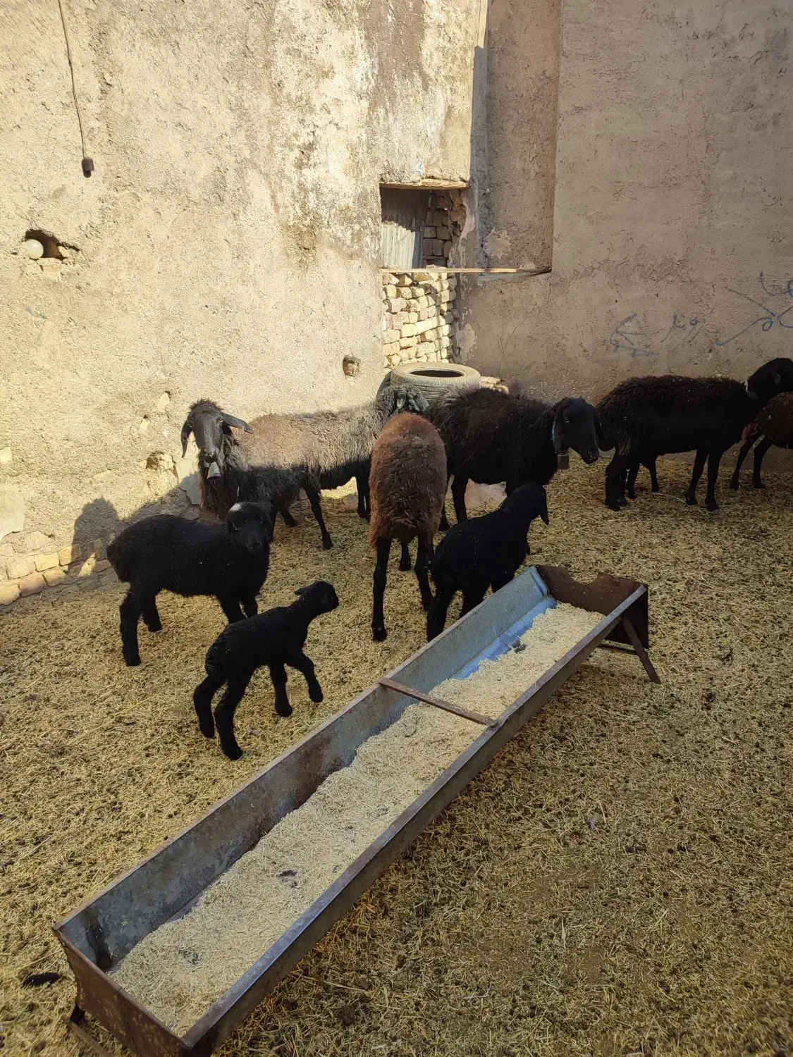 گوسفند میش بره دار چپش قوچ شیشک بز بزغاله دار|حیوانات مزرعه|قم, شهر قائم|دیوار