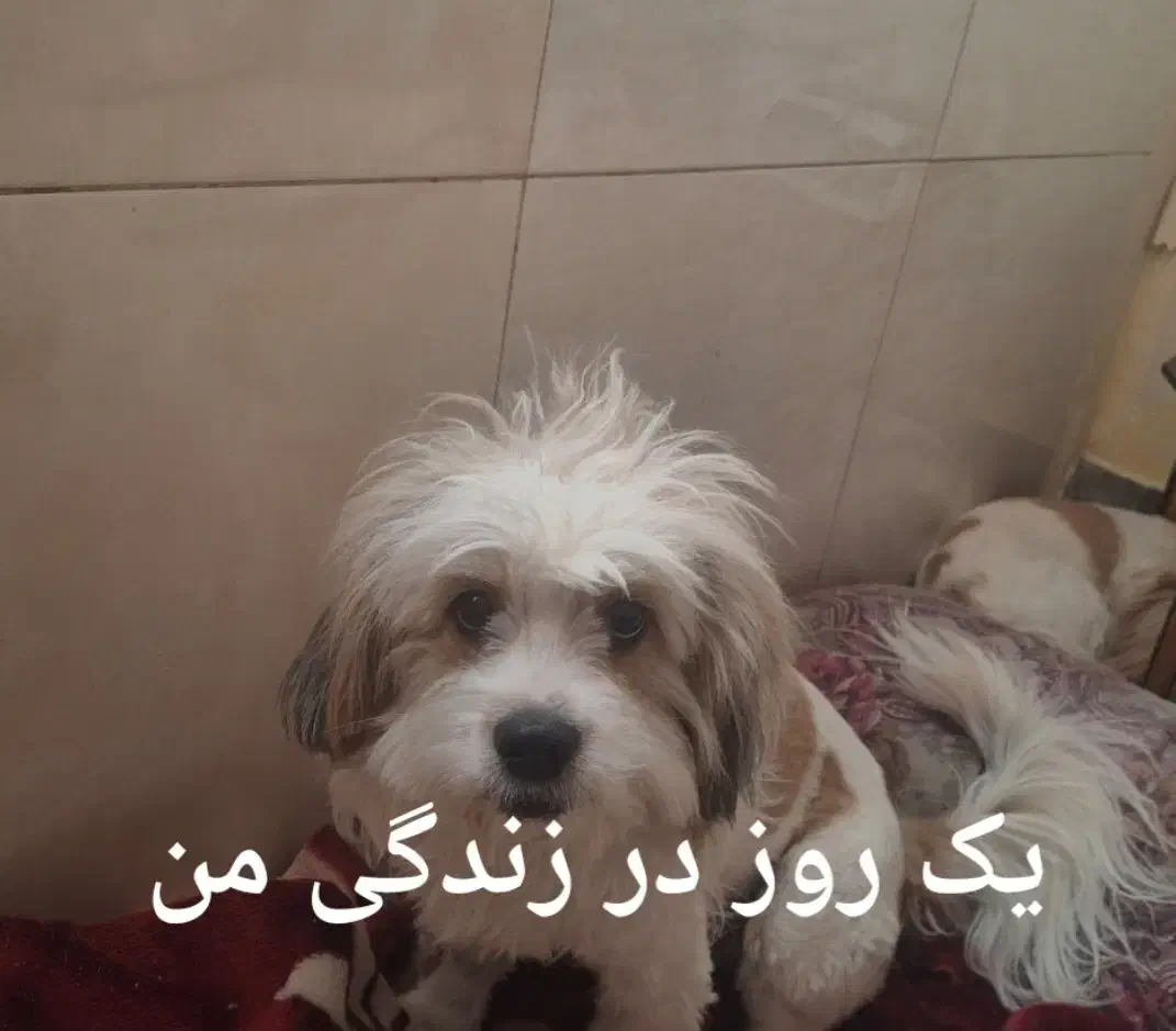 سگ گم شده|حیوانات|ملارد, |دیوار