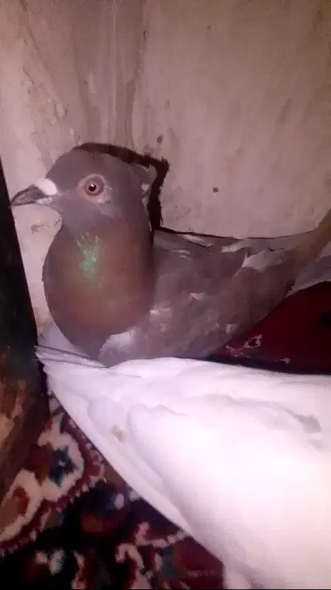 پرشی|پرنده|طاغنکوه, |دیوار