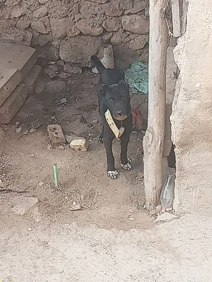 توله سراب|سگ|ایجرود, |دیوار