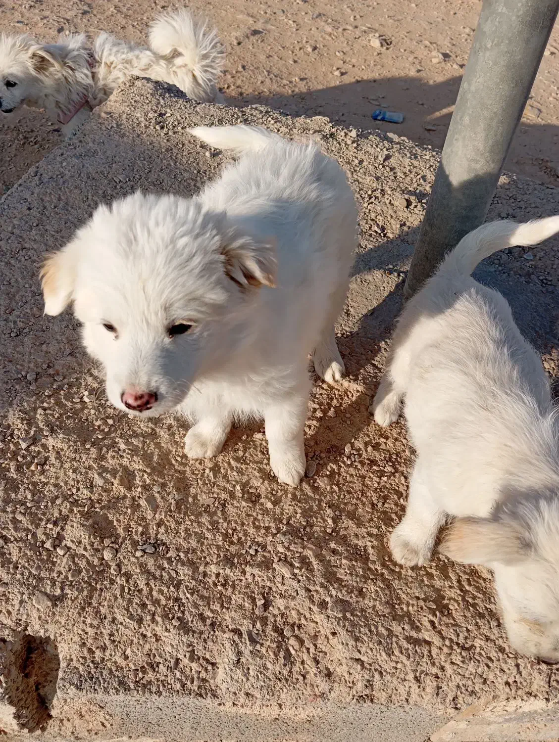 توله اشپیتز پامر|سگ|شیراز, داریون|دیوار