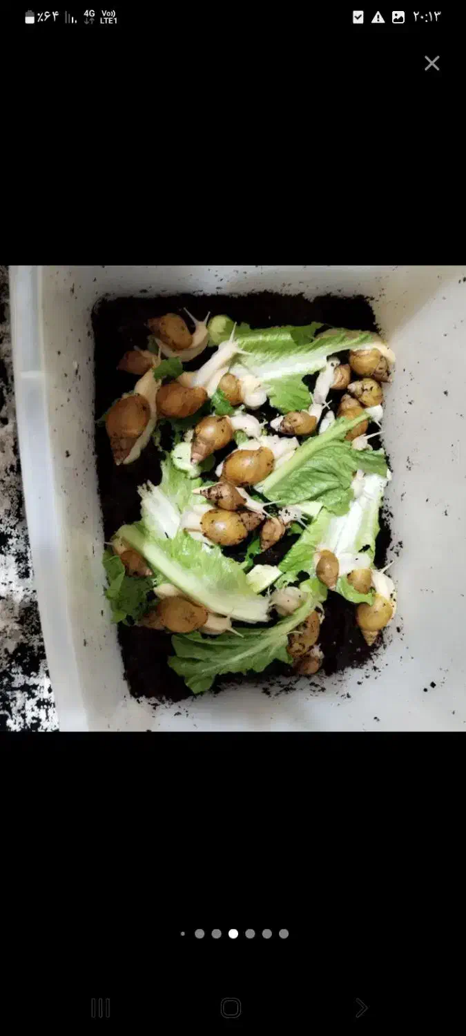 حلزون بزرگ وکوچیک|خزنده|کرمانشاه, |دیوار