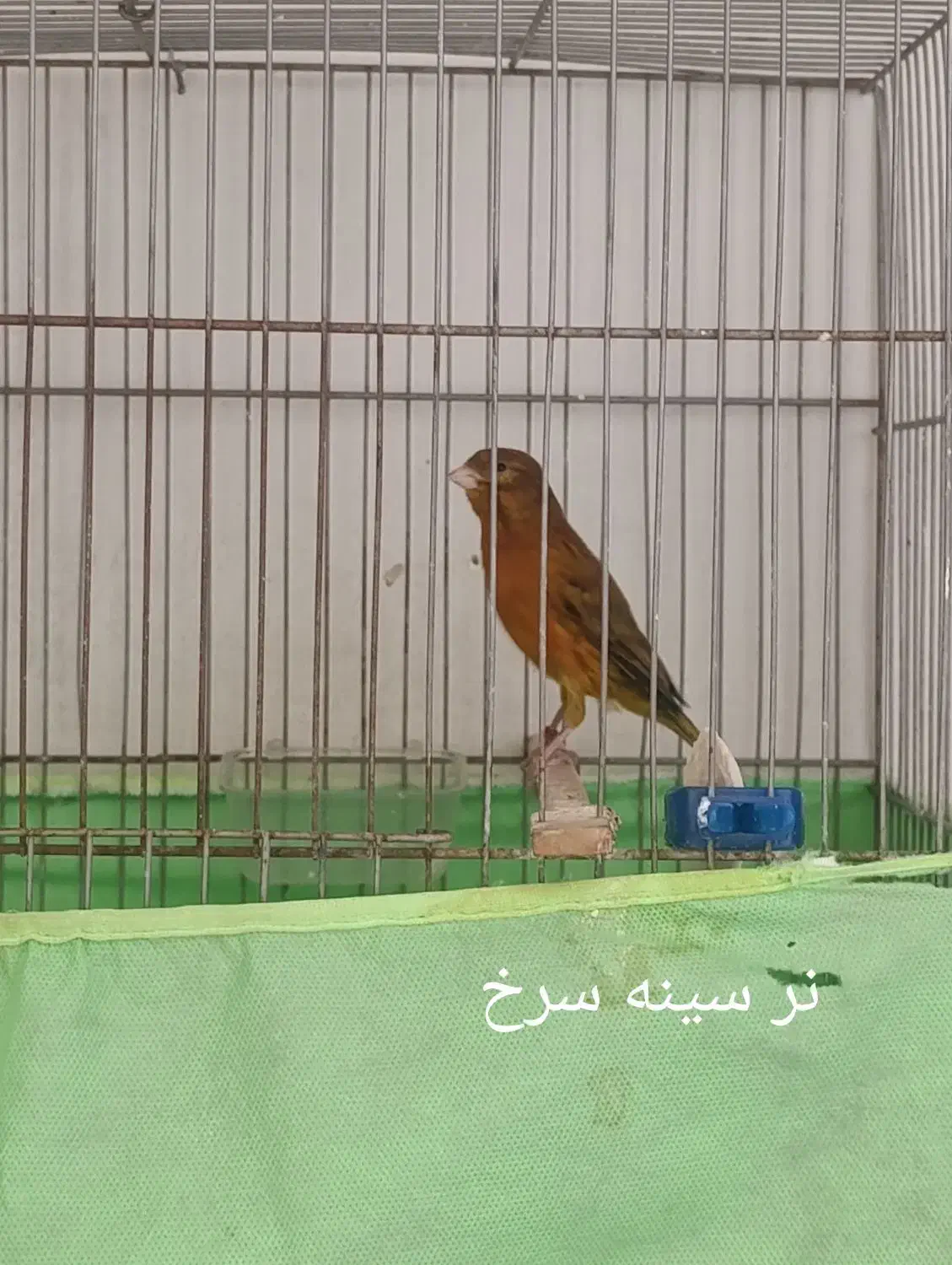 قناری|پرنده|فردیس, شهرک شهید حسینی|دیوار