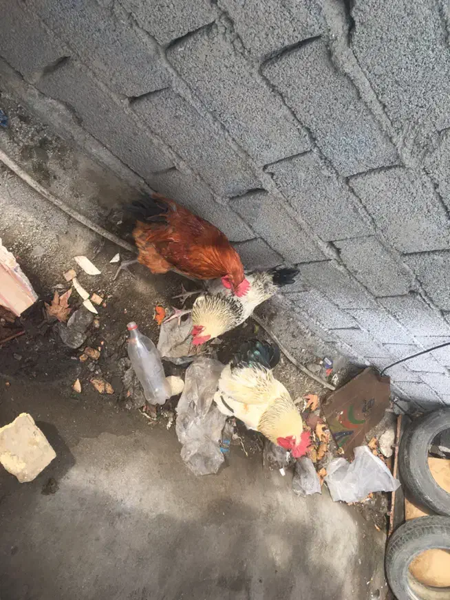 خروس|حیوانات مزرعه|فردوسیه, |دیوار