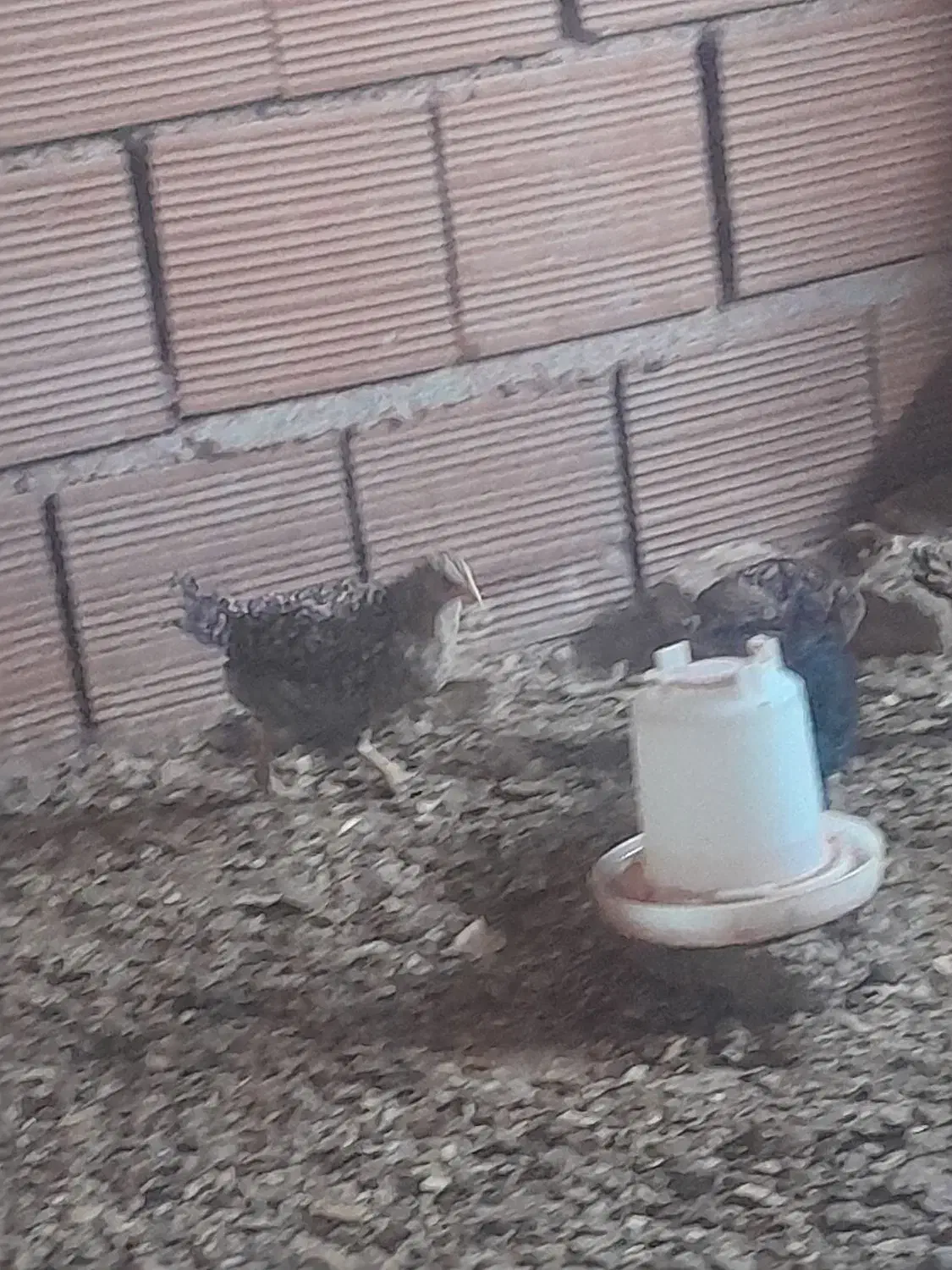 جوجه محلی|حیوانات مزرعه|قائم‌شهر, |دیوار