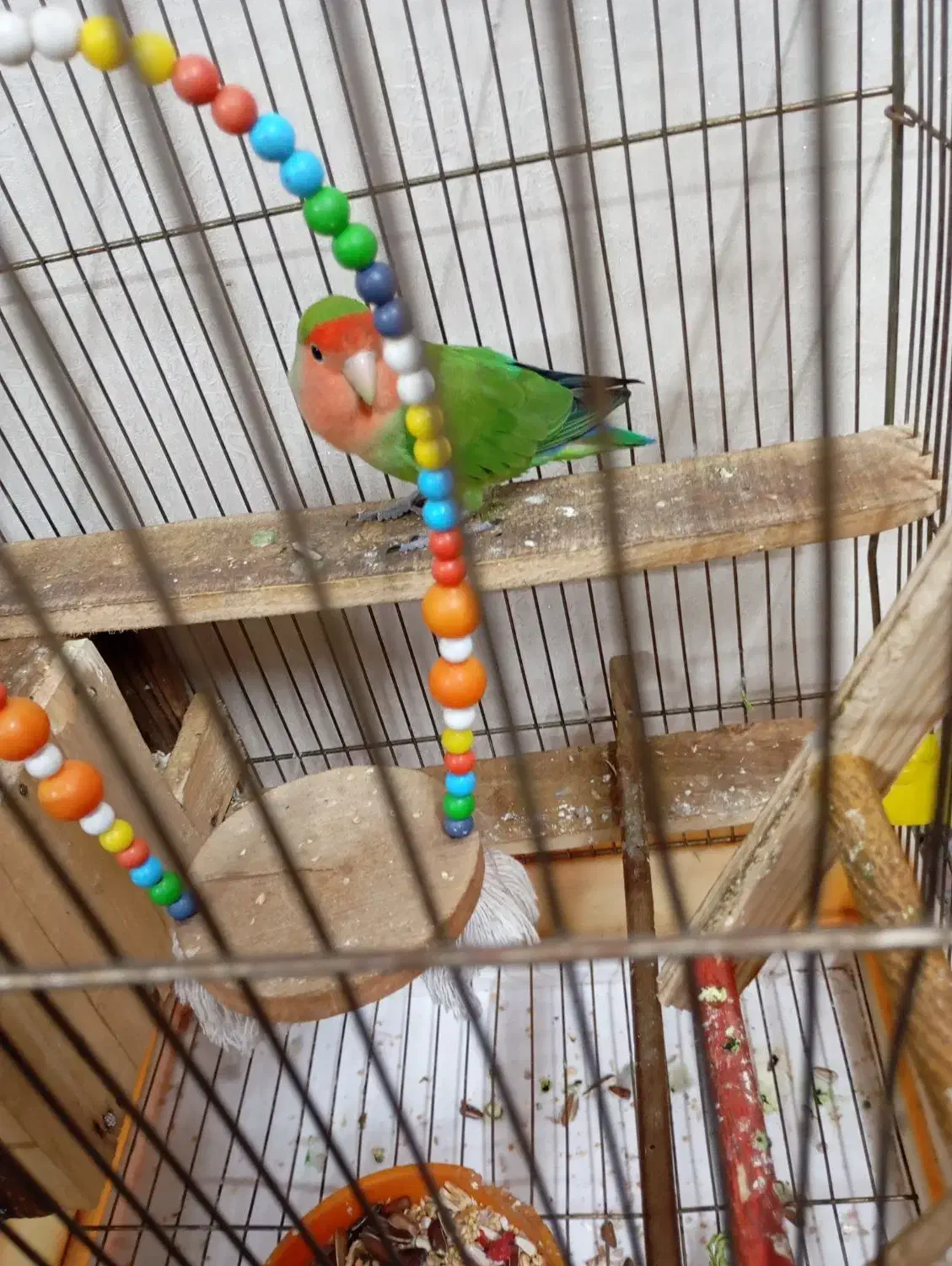 طوطی برزیلی نر خوشگل و خوش رنگ قشنگ میخونه|پرنده|تهران, شهرک طالقانی|دیوار