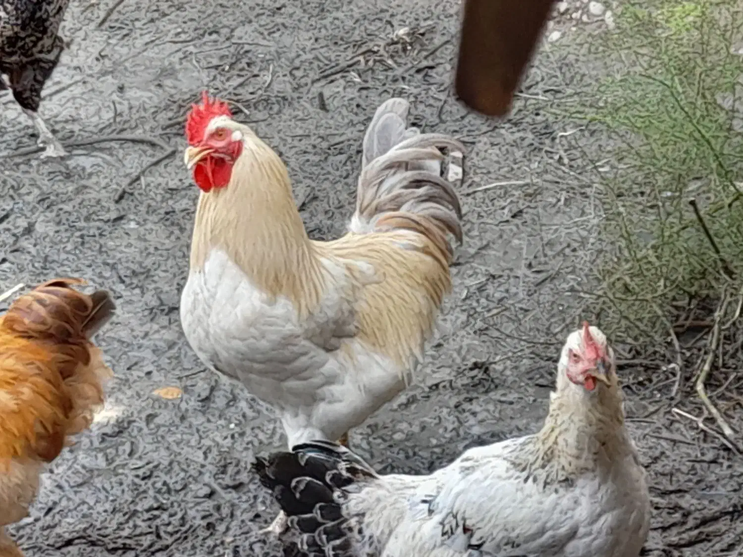 خروس محلی و خروس مینیاتوری|حیوانات مزرعه|جویبار, |دیوار