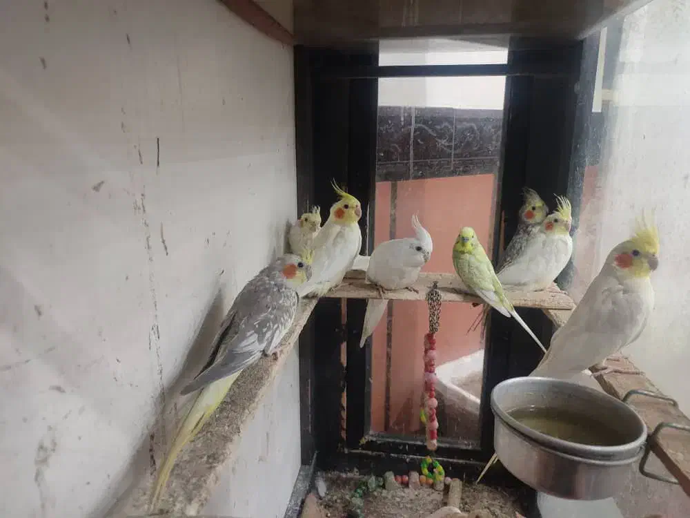 سلام 5عدد عروس خوب|پرنده|اشنویه, |دیوار