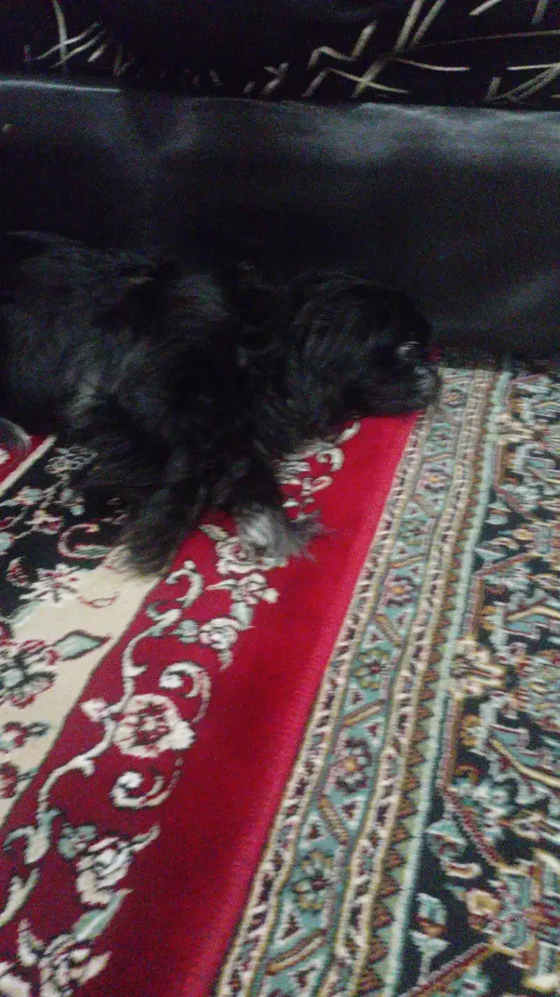 سگ پکینیز ماده|سگ|رشت, دخانیات|دیوار