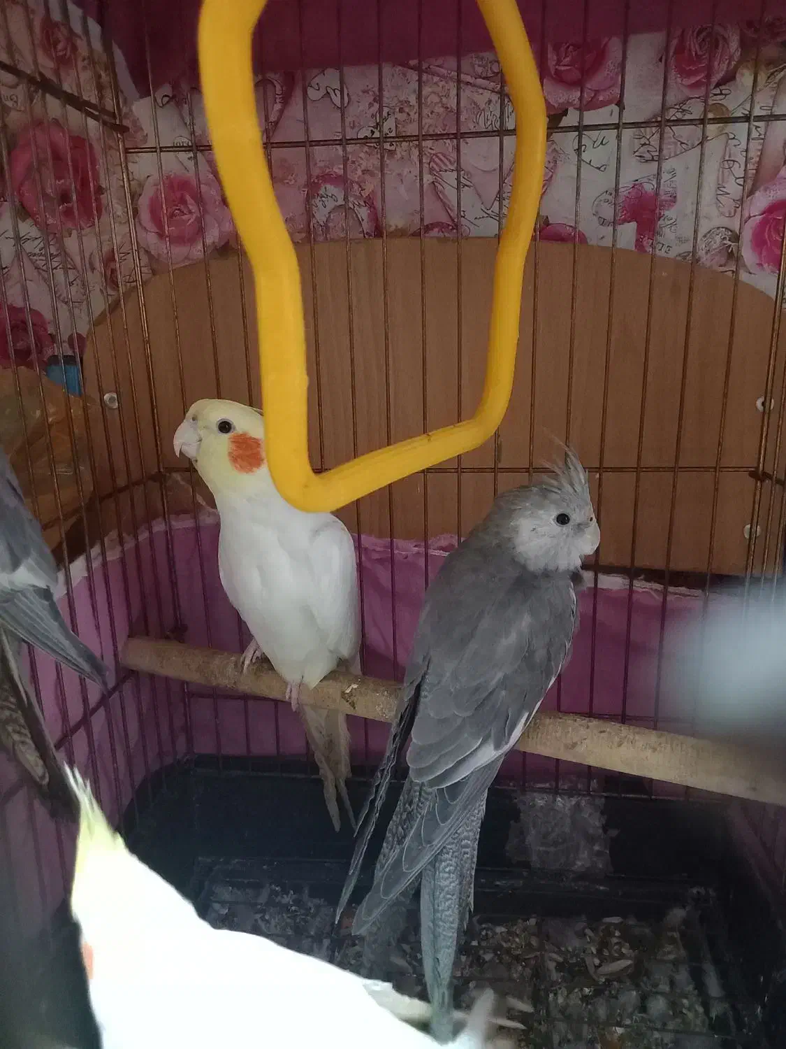 عروس هلندی|پرنده|بندر امام خمینی, |دیوار