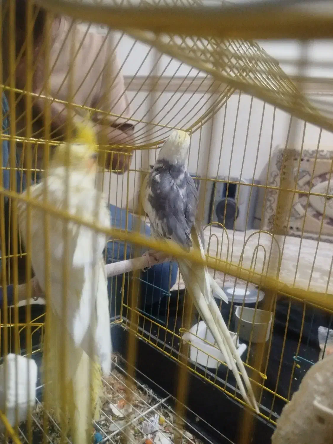 طوطی عروس|پرنده|ساوه, |دیوار