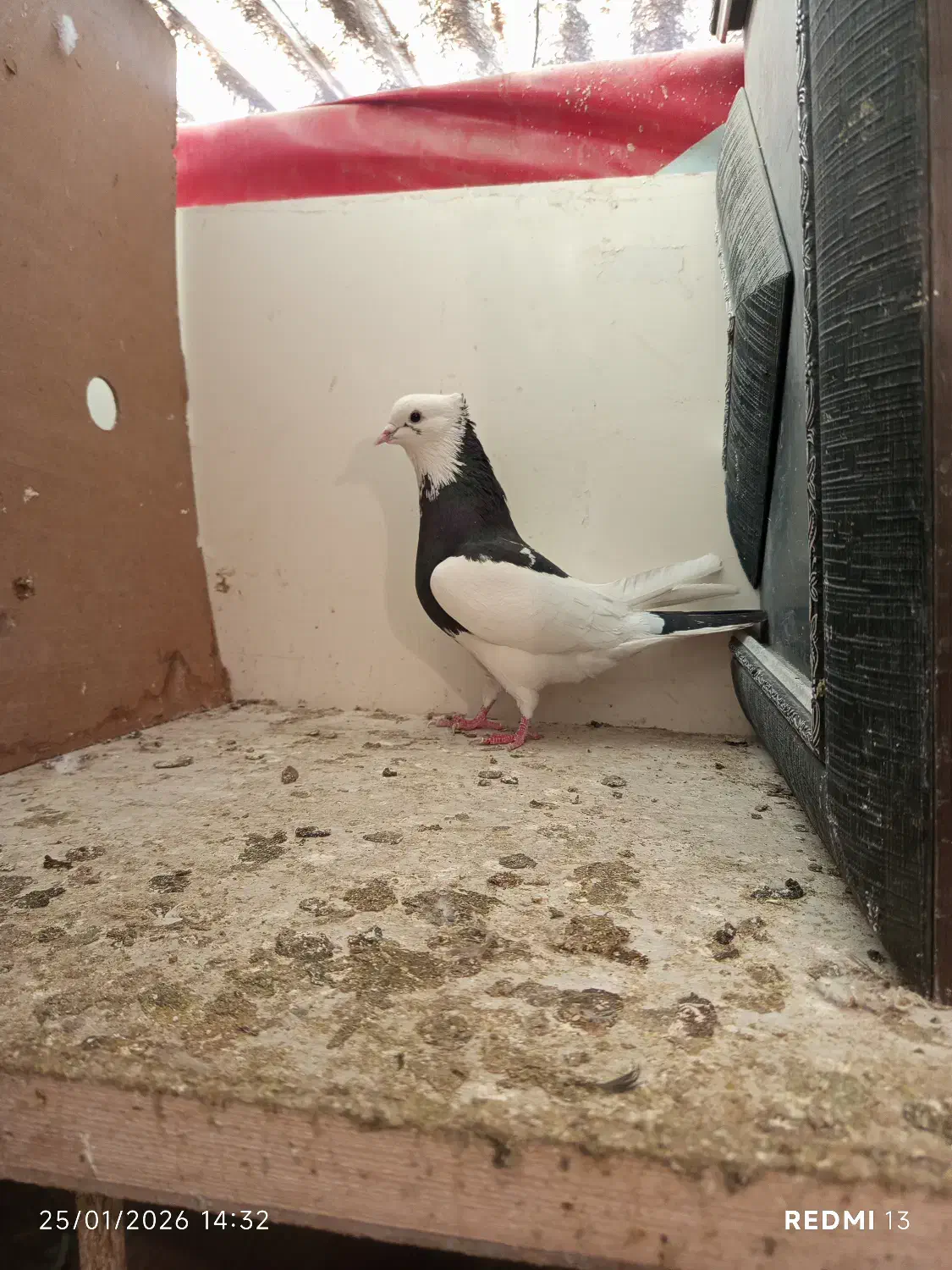 کفتر یا کبوتر|پرنده|مشکین‌دشت, |دیوار