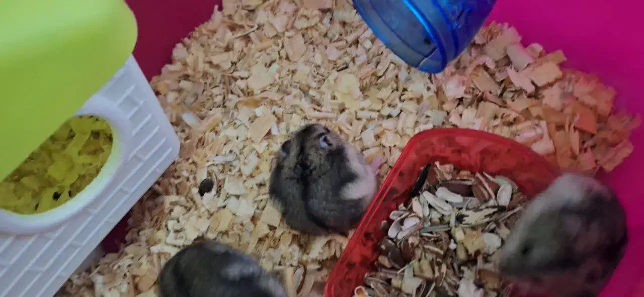 همستر رایگان|موش و خرگوش|قزوین, |دیوار