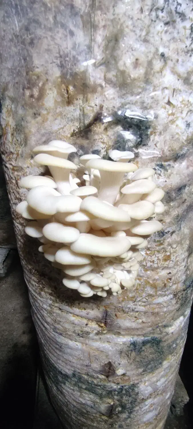 قارچ صدفی|خدمات پذیرایی، مراسم|اشنویه, |دیوار