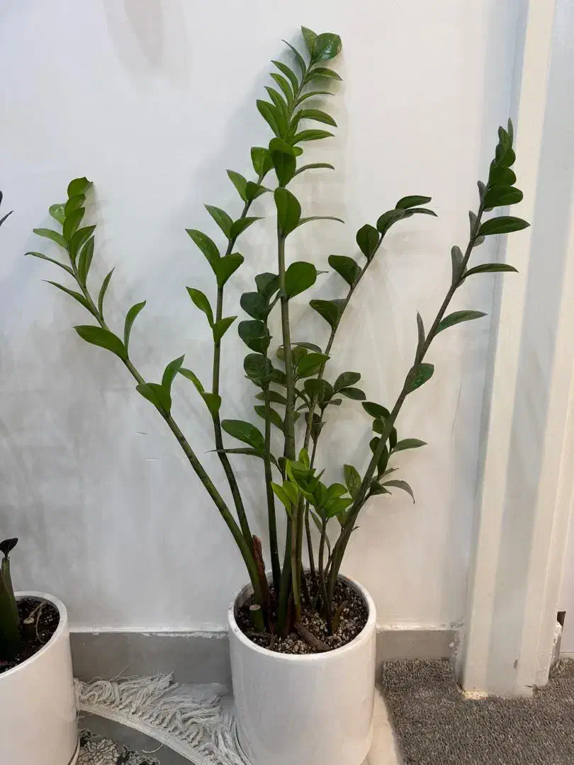 گل و گیاه طبیعی|گل و گیاه طبیعی|دزفول, |دیوار