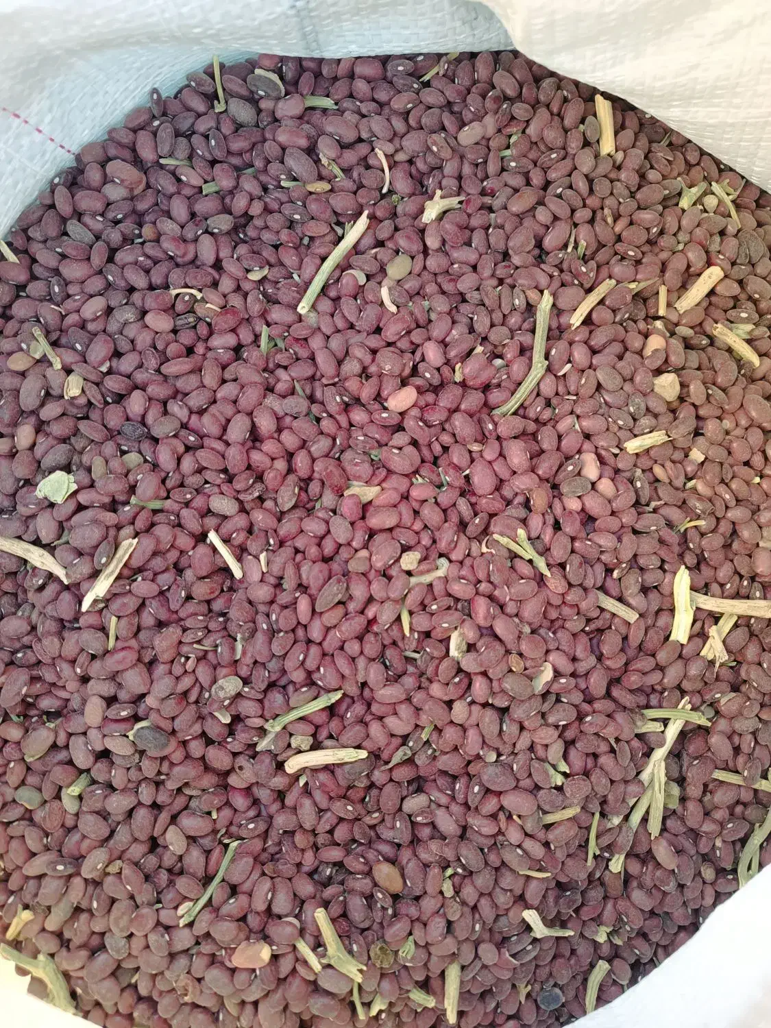 لوبیا قرمز|خوردنی و آشامیدنی|شیراز, گلشن|دیوار