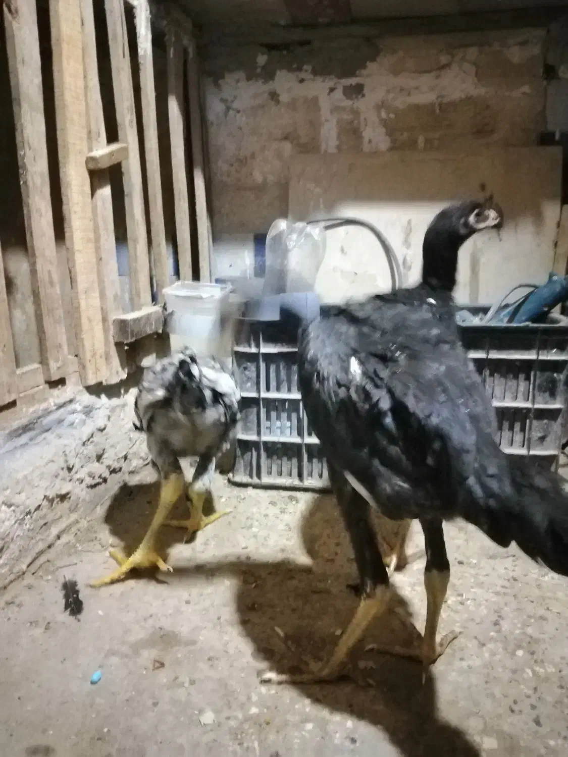 جوجه مرغ وخروس  مشکی وطوسی|حیوانات مزرعه|آق قلا, |دیوار