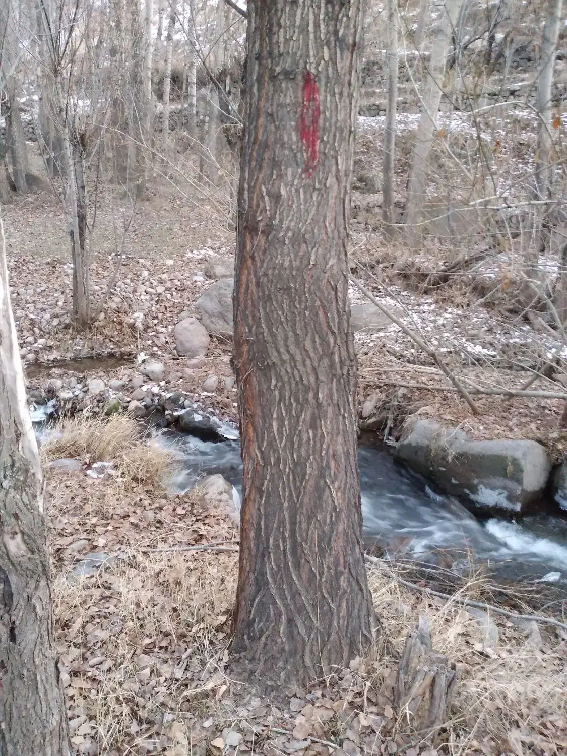 خرید درخت هرص کاری  عمده خرده به قیمت بالا|خدمات باغبانی و درختکاری|خسروشاه, |دیوار