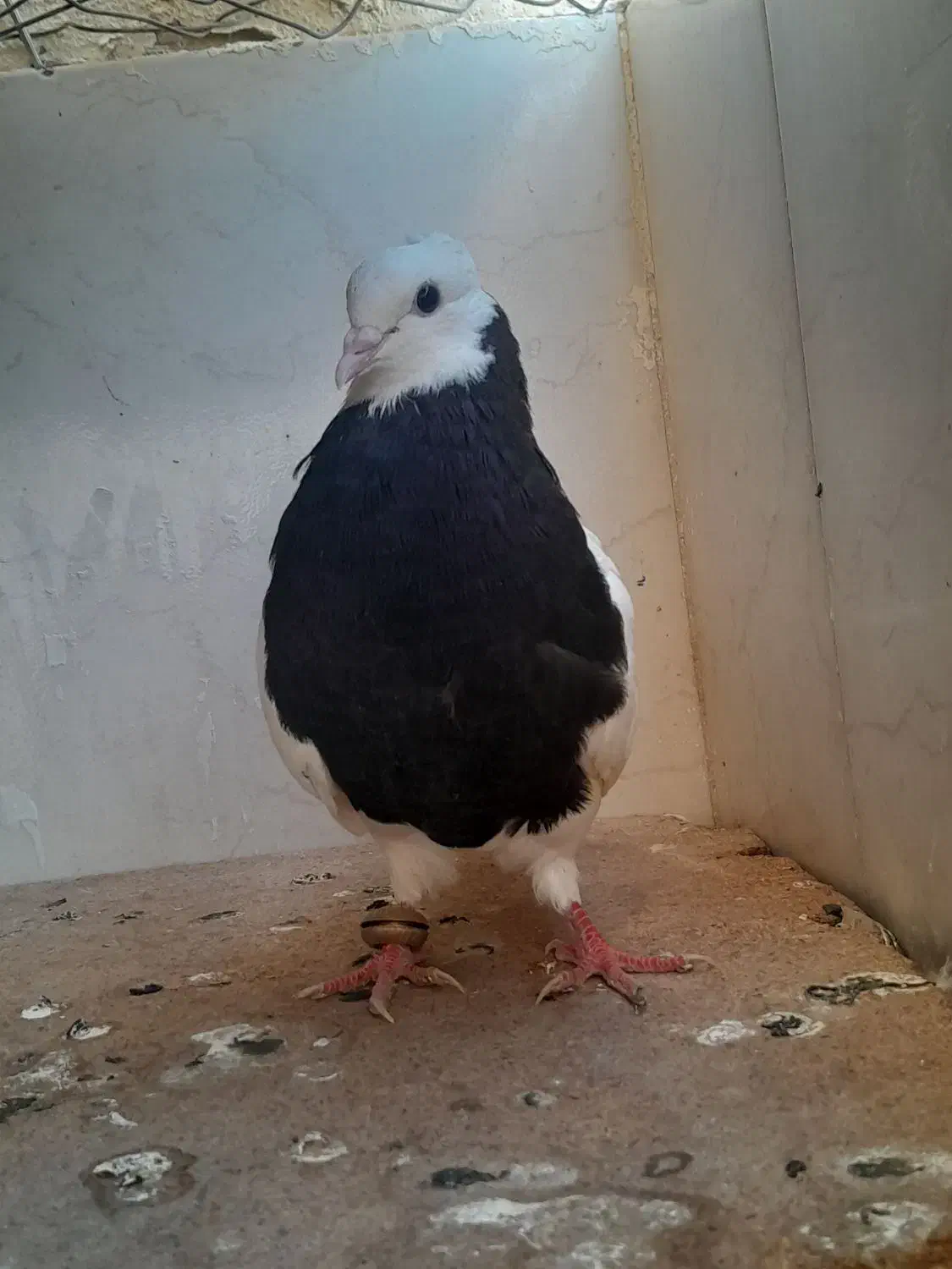 حراج انواع کبوتر|پرنده|خورموج, |دیوار