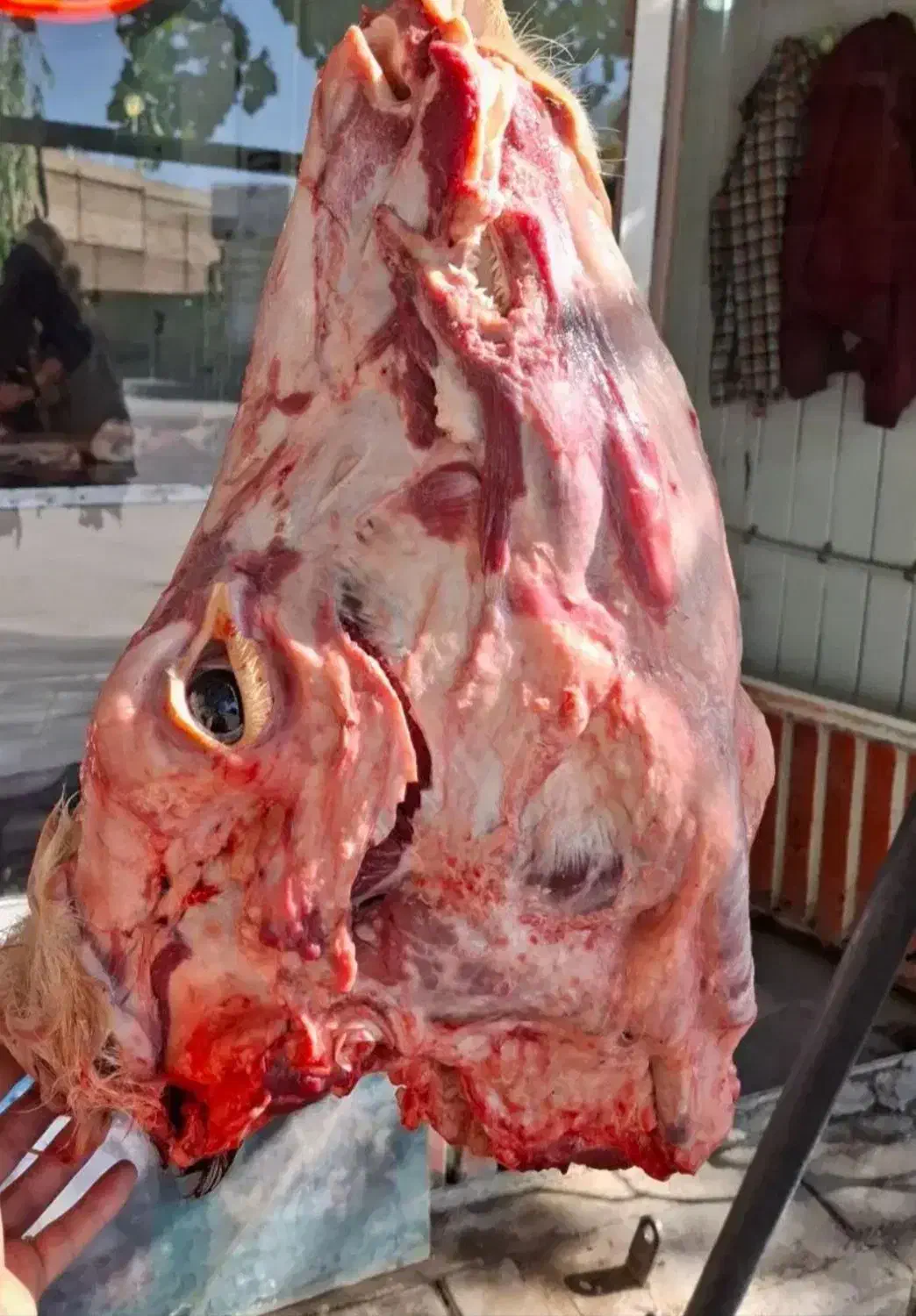 کله گوساله و پاچه و سیرابی|خوردنی و آشامیدنی|بجنورد, |دیوار