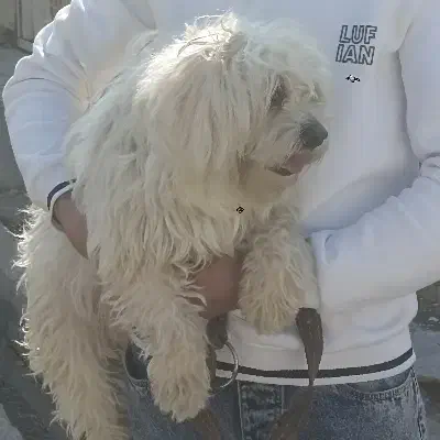 سگ پا کوتاه و بازیگوش|سگ|ارومیه, |دیوار