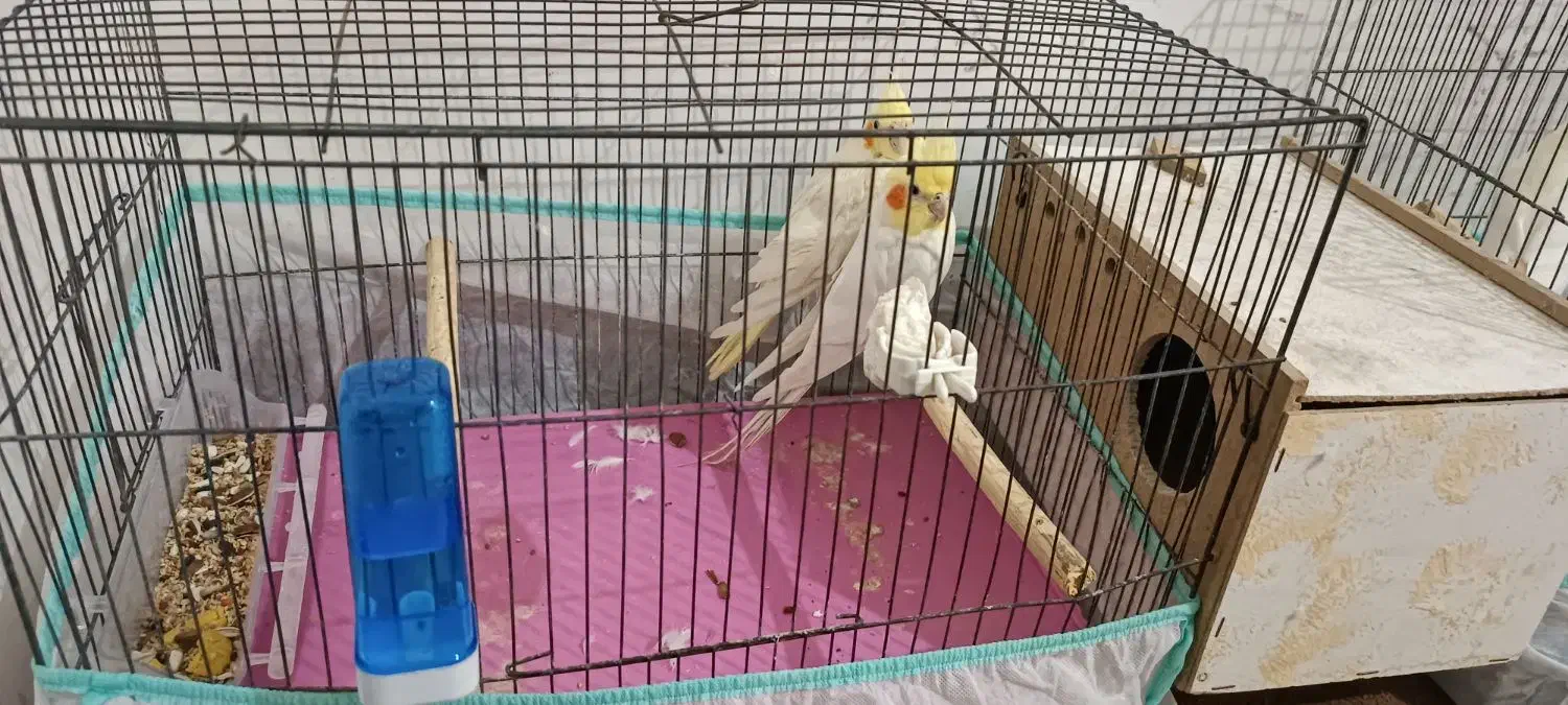 پرنده|پرنده|اهواز, کوی مهدیس|دیوار