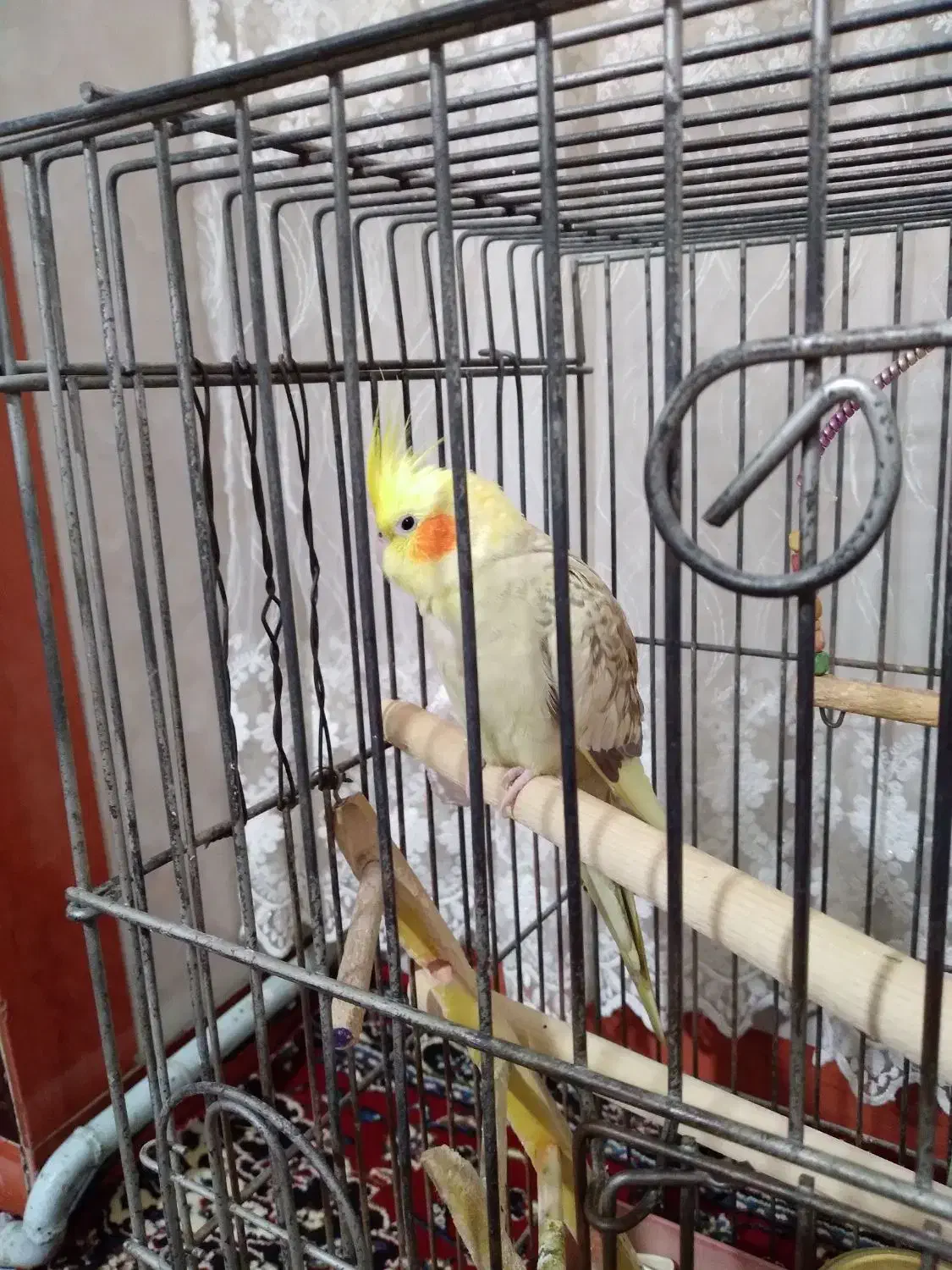 عروس هلندی ماده ( رام و دستی ) با قفس بزرگ|پرنده|بهارستان, |دیوار