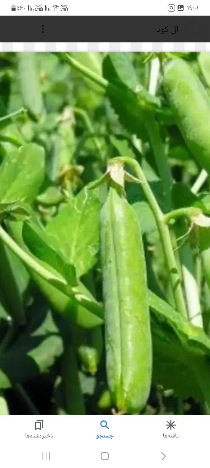 بذر نخود بیوتک|خدمات باغبانی و درختکاری|گرگان, |دیوار