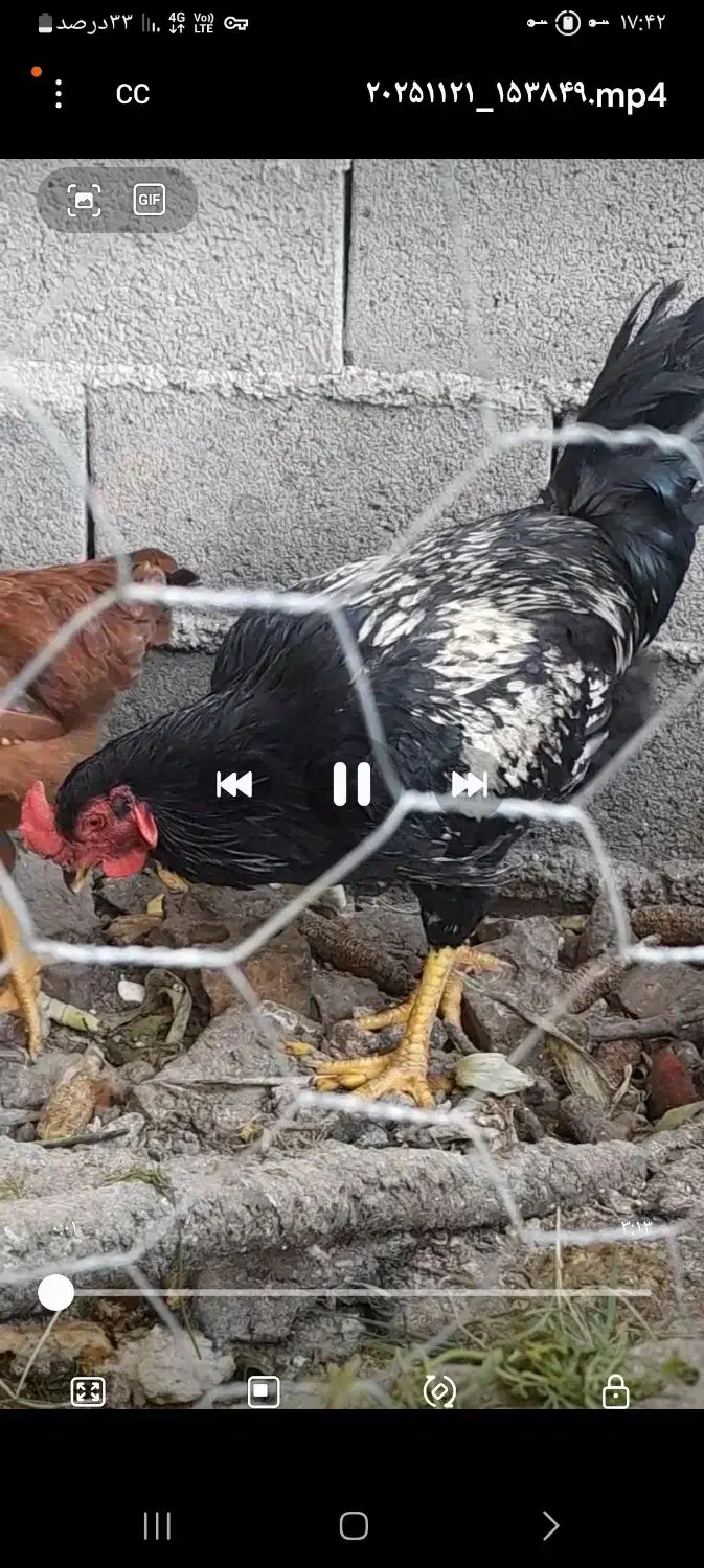 خروس لاری افغان|حیوانات مزرعه|آزادشهر, |دیوار