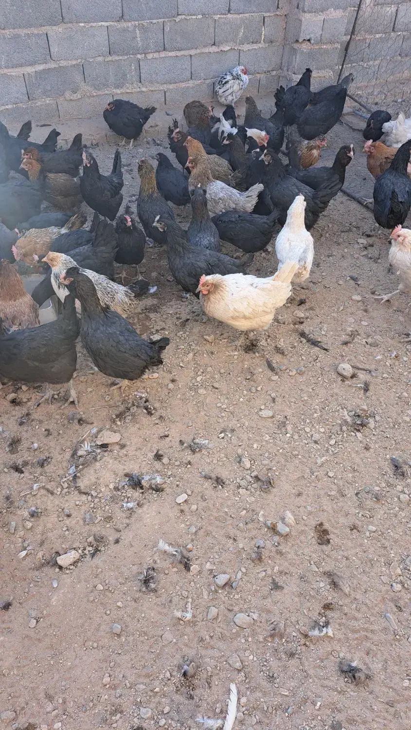 مجموعه پرورش طیور دیانی|حیوانات مزرعه|سیرجان, |دیوار