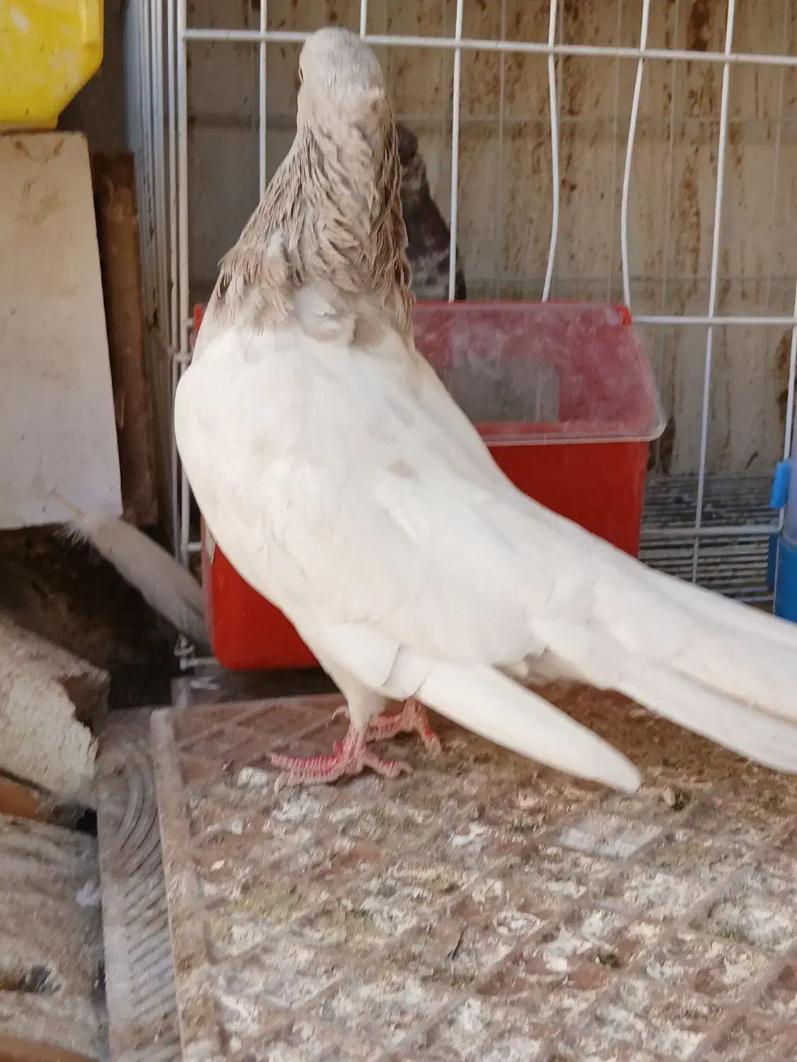 کله ابر کلاهی|پرنده|جیرفت, |دیوار