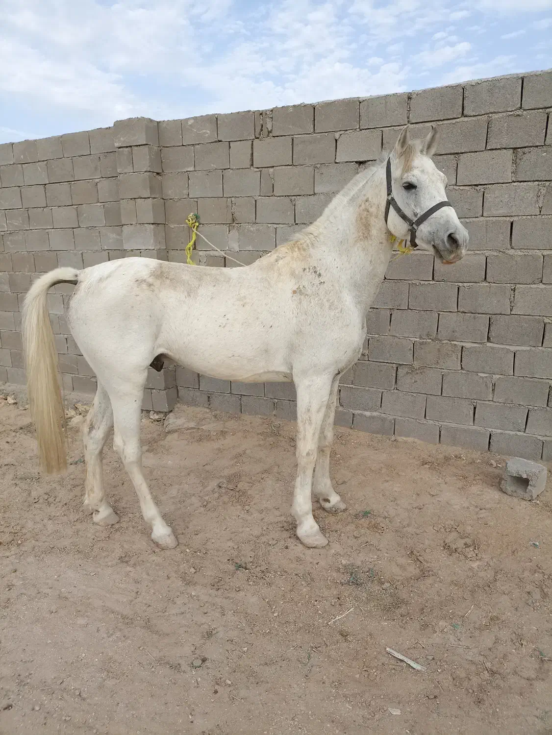 اسب نریان|اسب و تجهیزات اسبسواری|قشم, |دیوار