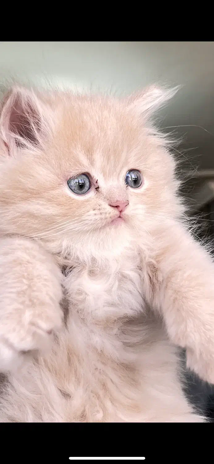 گربه اشرافی|گربه|مرودشت, پشت سایپا|دیوار