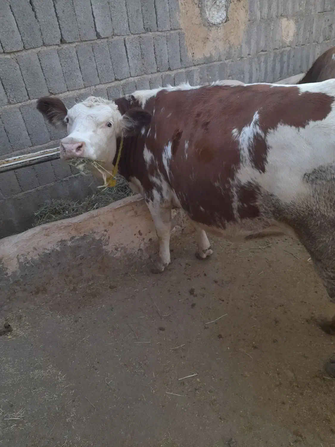 گاو جوان سیمنتال|حیوانات مزرعه|هشترود, |دیوار