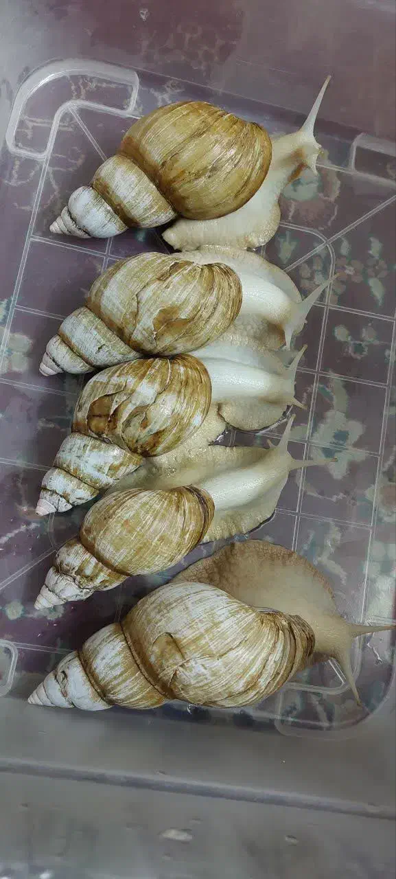 حلزون آلبینو کلاژن ساز|خزنده|قم, زنبیل آباد|دیوار