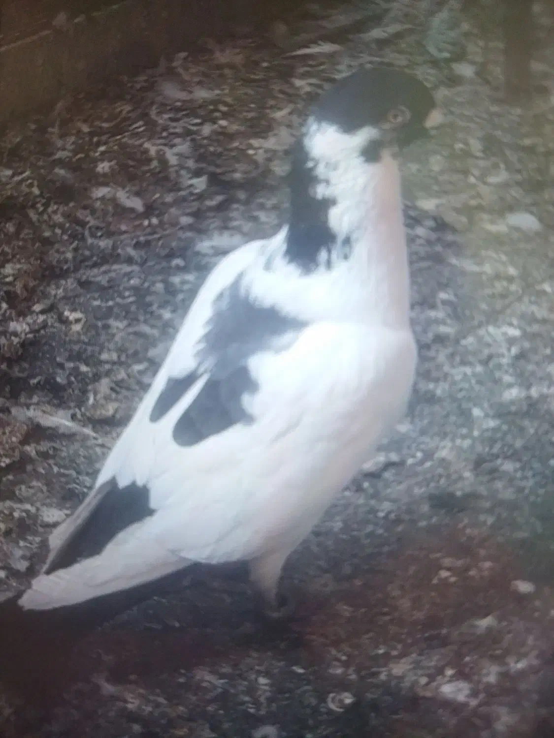 کفتر طاووسی|پرنده|پاکدشت, پاکدشت (مامازند)|دیوار