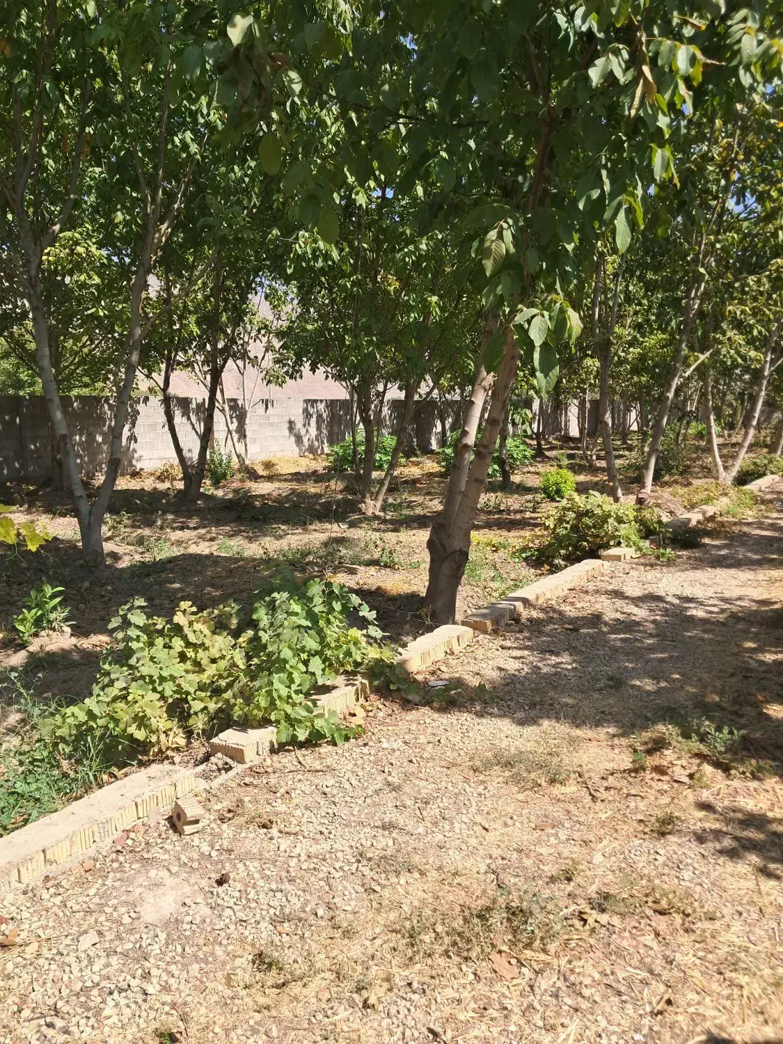 فروش /باغ /فاروق دربهترین لوکیشن|فروش خانه و ویلا|مرودشت, مسجد رسول‎|دیوار